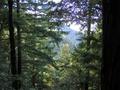 Pescadero Creek County Park